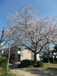 お花見1