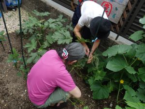 あおい菜園収穫の様子