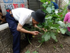 あおい菜園の収穫の様子