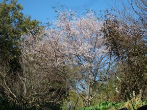 桜満開