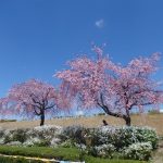 青空と桜