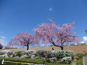 青空と桜