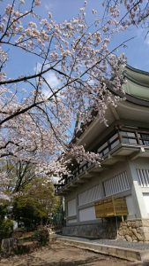 小牧城と桜