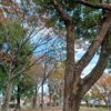 R3年11月19日吉岡公園