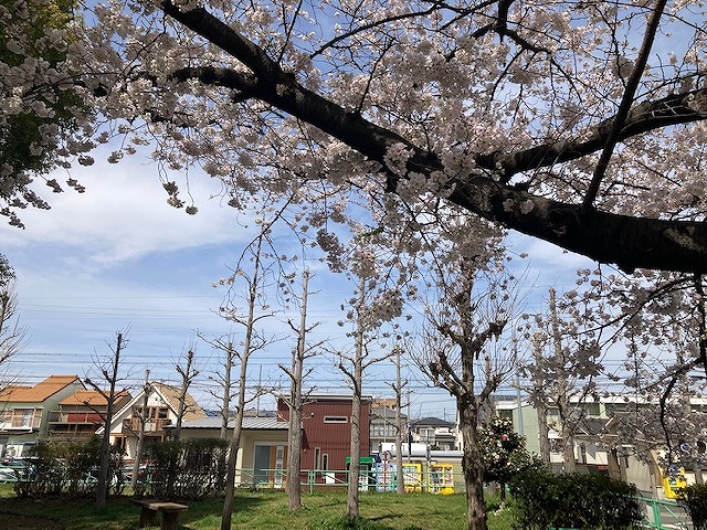 R5年吉岡公園の桜