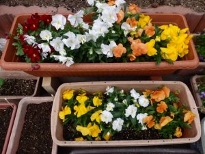 パンジーでーーす２