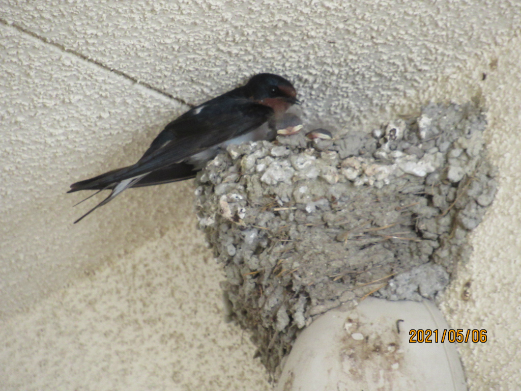 ツバメ誕生１