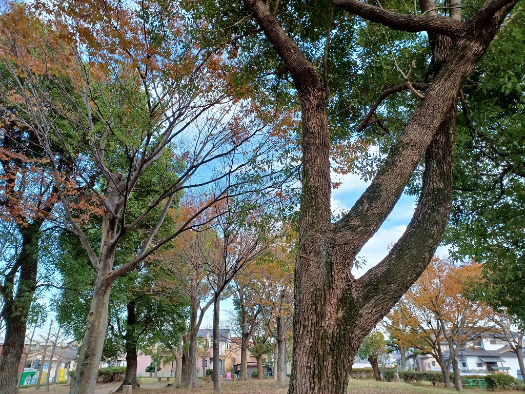 R3年11月19日吉岡公園